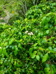 Backhousia myrtifolia
