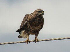 Buteo buteo vulpinus
