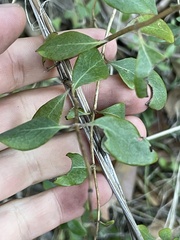 Lonicera subspicata