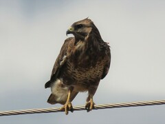 Buteo buteo vulpinus