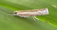 Culladia cuneiferellus