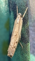 Culladia cuneiferellus