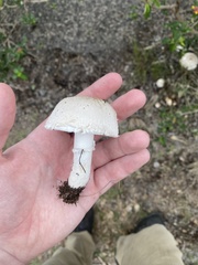 Leucoagaricus