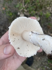 Leucoagaricus