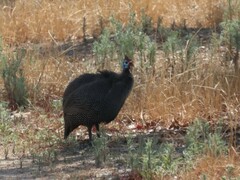 Numida meleagris coronatus