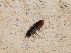 Microhodotermes viator