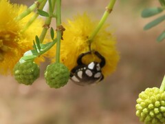 Mausoleopsis amabilis
