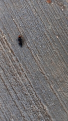 Creophilus erythrocephalus