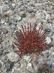 Epilobium melanocaulon