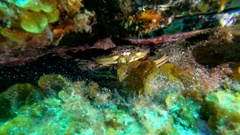 Cronius ruber