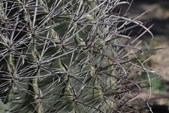 Ferocactus wislizeni