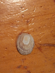 Cellana