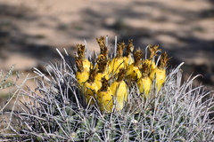 Ferocactus wislizeni