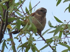 Passer melanurus melanurus