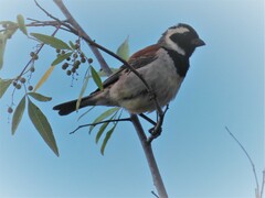 Passer melanurus melanurus