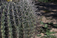 Ferocactus wislizeni