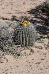 Ferocactus wislizeni