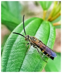 Phalerimeris phalerata