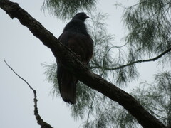 Ducula goliath