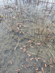 Potamogeton cheesemanii