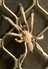 Selenocosmiinae