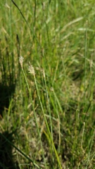 Eleocharis macrostachya