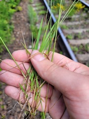 Agrostis