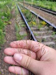 Agrostis