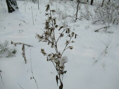 Solidago dahurica