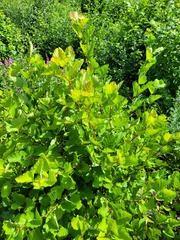 Crataegus flabellata