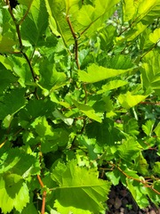 Crataegus flabellata