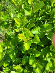 Crataegus flabellata