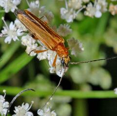 Oedemera podagrariae