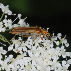 Oedemera podagrariae