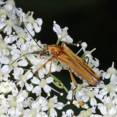 Oedemera podagrariae