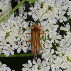 Oedemera podagrariae