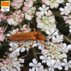 Oedemera podagrariae