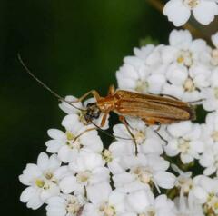 Oedemera podagrariae