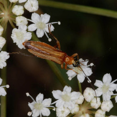 Oedemera podagrariae