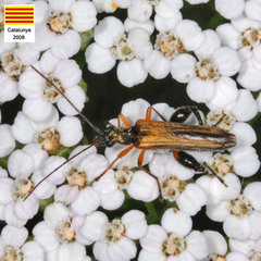 Oedemera podagrariae
