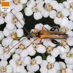 Oedemera podagrariae