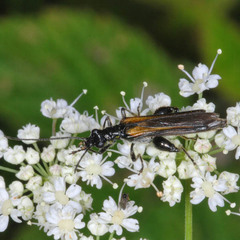 Oedemera pthysica
