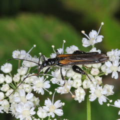 Oedemera pthysica