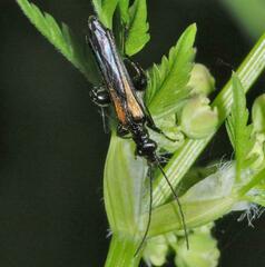 Oedemera pthysica