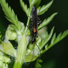 Oedemera pthysica