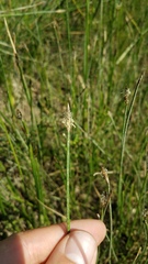 Eleocharis macrostachya