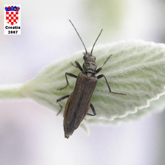 Oedemera virescens