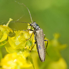 Oedemera virescens