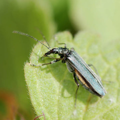Oedemera virescens