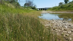 Eleocharis macrostachya